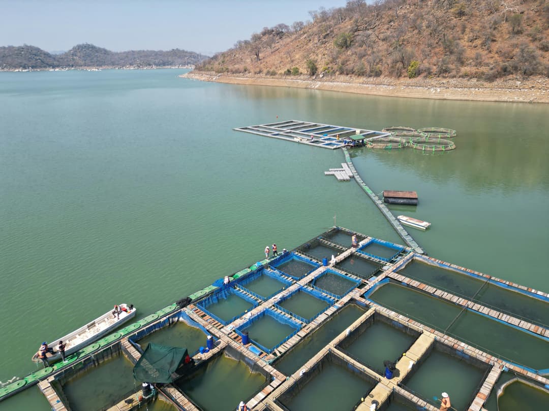 Aquaculture Feed
